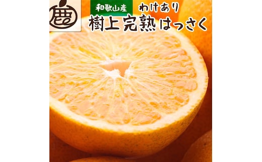 ［先行予約］家庭用 樹上完熟はっさく5kg+250g（傷み補償分）［有田の春みかん・五月八朔・木生りはっさく］［光センサー選別］［訳あり・わけあり］［IKE35］