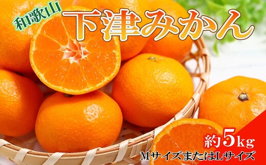 ［産直・秀品］和歌山下津みかん約5kg(MサイズまたはLサイズのいずれかをお届け) ★2026年11月中旬頃より順次発送［TM74］