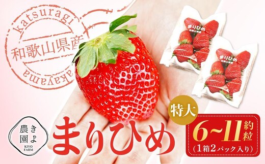 特大まりひめイチゴ 朝摘 6個～11個入×2パック［2027年1月中旬頃より発送］［先行予約］［KT3］