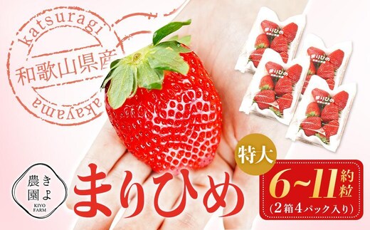 特大まりひめイチゴ 朝摘 6個～11個入×4パック［2027年1月中旬頃より発送］［先行予約］［KT4］