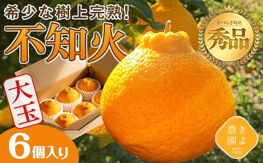 不知火 希少な樹上完熟！ 秀品大玉 6個入 (約2kg) ［2027年2月末頃から3月末頃まで発送］［KT2］