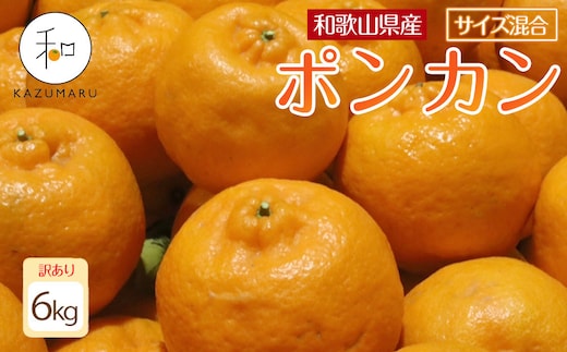 訳あり 森本農園の手選別 ポンカン 6kg 和歌山県産 サイズ混合 ［北海道・沖縄・離島配送不可］［RN14］［2027年1月上旬から順次発送］