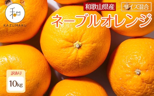 訳あり 森本農園の手選別 ネーブルオレンジ 約10kg 和歌山県産 サイズ混合 ［北海道・沖縄・離島配送不可］［RN47］［2027年1月上旬から順次発送］