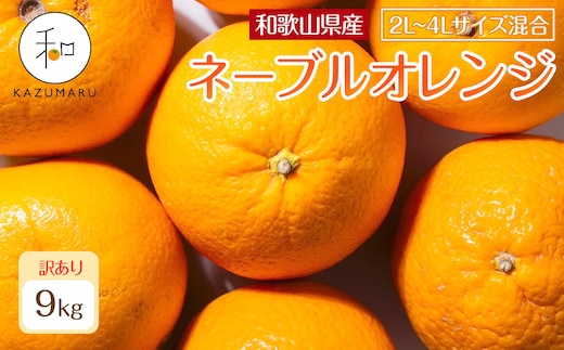 訳あり 森本農園の手選別 大玉ネーブルオレンジ 約9kg 和歌山県産 2L~4Lサイズ混合 ［北海道・沖縄・離島配送不可］［2027年1月上旬から順次発送］［RN109］
