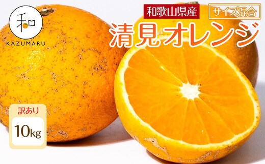 訳あり 森本農園の手選別 清見オレンジ 約10kg 和歌山県産 サイズ混合 ［北海道・沖縄・離島配送不可］［RN49］［2026年2月上旬から順次発送予定］