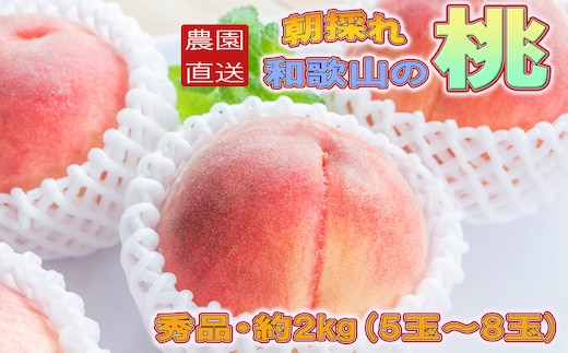 ［農園直送］朝採れ和歌山の桃 約2kg・秀品★2026年6月下旬～8月中旬頃順次発送★［TM167］