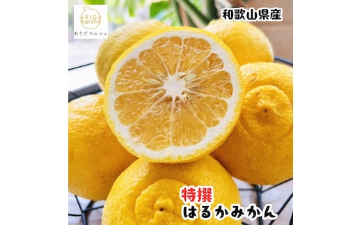 ［先行予約］［人気柑橘］ 特撰 はるかみかん 1.5kg ［MS145］