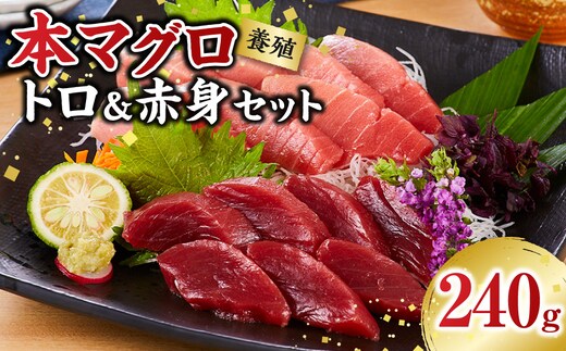 本マグロ（養殖）トロ＆赤身セット 240g［KS11］