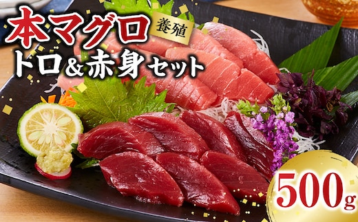 本マグロ（養殖）トロ＆赤身セット 500g［KS12］
