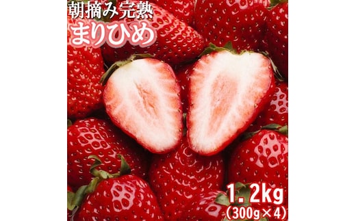 朝摘み完熟まりひめ約1.2kg（300g前後×4トレイ）［和歌山ブランド苺まりひめ］［こだわりの土耕栽培のいちごを農家直送］［IKE97］