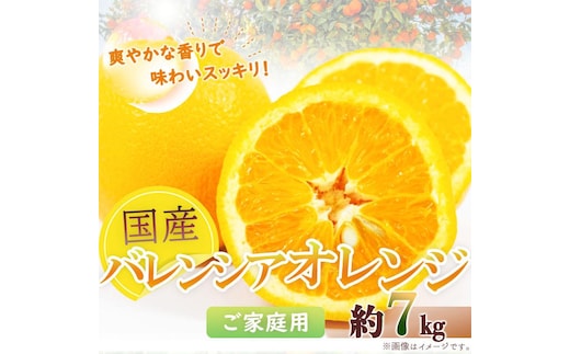 希少な国産バレンシアオレンジ 7kg［ご家庭用訳あり］［2027年6月下旬頃～2027年7月上旬頃に順次発送］［UT77］