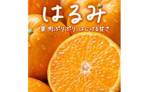 果肉ぷりぷり!完熟はるみ ５ｋｇ［2027年2月上旬頃～2027年2月下旬頃に順次発送］［UT22］