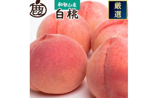 ［先行予約］和歌山の厳選白桃 約4kg［白鳳・清水白桃・川中島・もも・はくとう］［化粧箱入り］［IKE18］