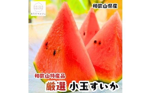 ［先行予約 2027年6月発送］厳選 小玉すいか Mサイズ／1玉入り［農家直送］［先行予約］［和歌山県産］［MS126］