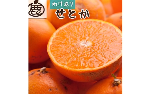 ［先行予約］家庭用 せとか5kg+250g（傷み補償分）［柑橘・春みかんの王様］［わけあり・訳あり］［光センサー選果・食べ頃出荷］［IKE63］