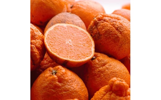 家庭用 不知火10kg+250g（傷み補償分）［デコポンと同品種・人気の春みかん］［わけあり・訳あり］［IKE254］