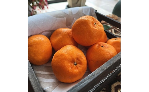 特選 完熟 ポンカン 約2kg［先行予約］［MS48］