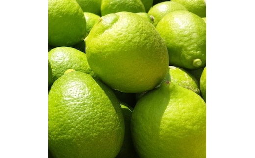 紀州和歌山 有田レモン（ご家庭用）約3kg ［先行予約］［国産］［農園直送］［ノーワックス・ノー防腐剤］［MS70］