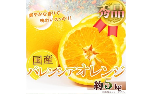 秀品 希少な国産バレンシアオレンジ 5kg［2026年6月下旬頃～2026年7月上旬頃に順次発送］［UT76］