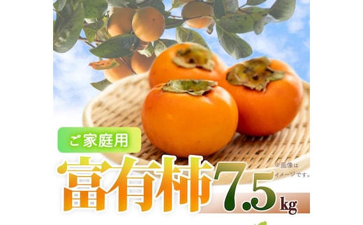 ［ご家庭用わけあり］和歌山秋の味覚 富有柿 約７．５ｋｇ「2026年11月上旬以降発送予定」［UT47］