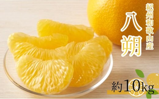 八朔（はっさく）約10kg 紀州和歌山 かつらぎ産【2026年2月上旬頃～2026年2月下旬頃に順次発送】【UT19】