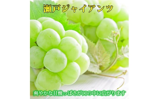 紀州かつらぎ山の瀬戸ジャイアンツ 約2kg［2026年8月下旬以降発送予定］［UT30］