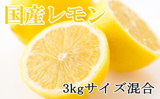 【産直】和歌山産レモン約3kg（サイズ混合）★2026年3月中旬頃より順次発送【TM150】