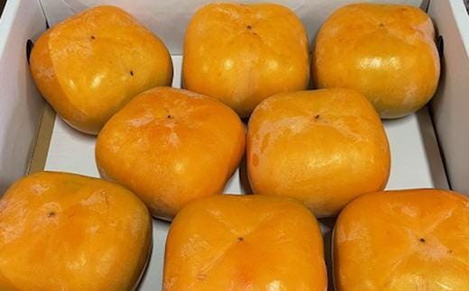 大玉サイズ 平たねなし柿「クイーンパーシモン」約4kg （10玉～12玉おまかせ）★2026年10月中旬頃より順次発送［TM86］