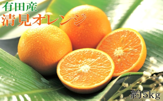 ［濃厚］農家さん直送の清見オレンジ 約5kg（サイズおまかせ・秀品）★2026年2月中旬頃より順次発送［TM152］