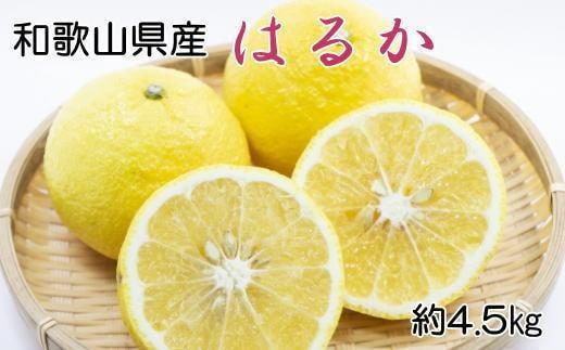 ［さわやか柑橘］和歌山県産はるかみかん約4.5kg（サイズ混合 秀品）★2026年2月下旬頃より順次発送［TM162］