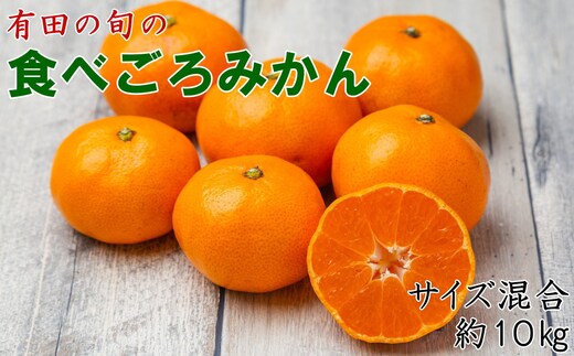 有田の旬の食べごろみかん約10kg（サイズ混合）（秀・優品混合）★2026年11月下旬頃より順次発送 ［TM227］