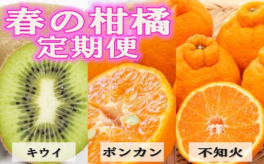 【定期便全3回 固定月】 和歌山の人気の春のフルーツをお届け！ （キウイ・ポンカン・不知火） ［TM257］