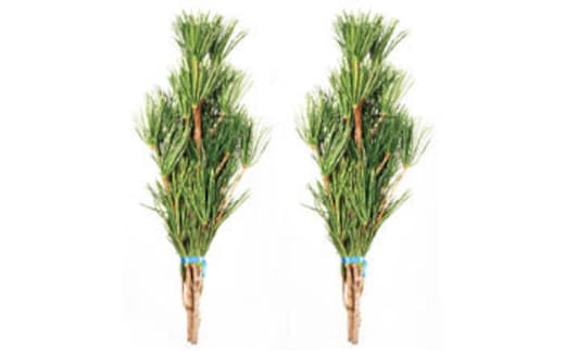 ◇高野槇 ２尺２本くくり２束