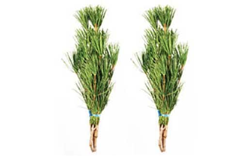 ◇高野槇 ２尺３本くくり２束