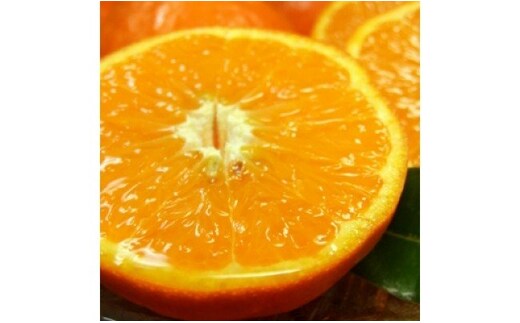 V7417_セミノールオレンジ [約5kg] 和歌山県有田産 春みかん (果実サイズおまかせ) 春柑橘 紀伊国屋文左衛門本舗