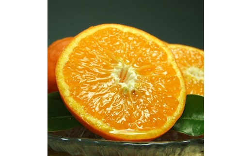 V7032_セミノールオレンジ 約2.8kg 湯浅町田村産 春みかん （果実サイズおまかせ）/ 紀伊国屋文左衛門本舗