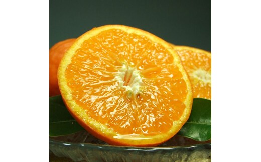 V7078_セミノールオレンジ 約5kg 湯浅町田村産 春みかん （果実サイズおまかせ）/ 紀伊国屋文左衛門本舗