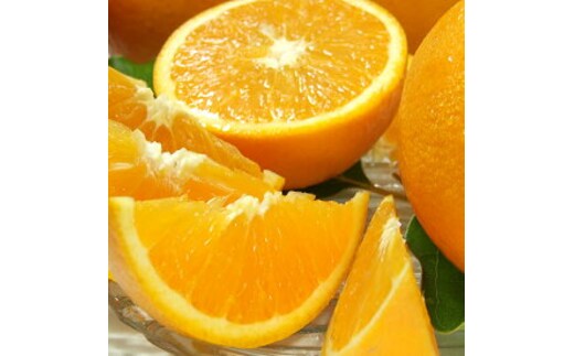 V7079_バレンシアオレンジ [約7kg] 湯浅町田村産 (無選別・果実サイズ混合・ご家庭用) 春みかん / 紀伊国屋文左衛門本舗