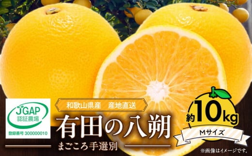 ZE6074n_【2026年先行予約】有田の八朔 (はっさく) 10kg （Mサイズ）まごころ手選別