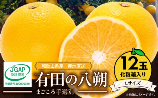 ZE6079n_【2026年先行予約】有田の八朔 (はっさく) 【化粧箱 】（Lサイズ） 12個入り まごころ手選別