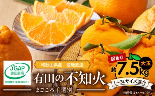 ZE6107n_【2026年先行予約】有田の不知火(しらぬひ) 【訳あり 家庭用】7.5kg 大玉 （L～3Lサイズ混合）まごころ手選別
