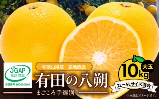 ZE6155n_【2026年先行予約】有田の八朔 (はっさく) 10kg (2L～4Lサイズ混合) まごころ手選別