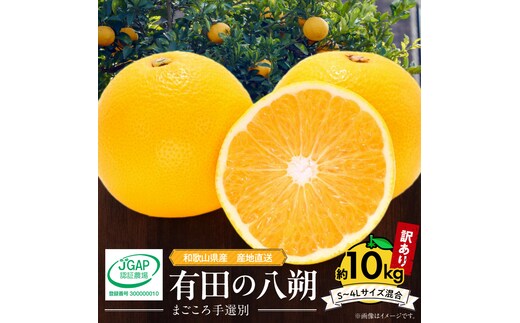 【2027年先行予約】和歌山県産 有田の八朔 (はっさく)【訳あり 家庭用】約10kg【S～4Lサイズ混合】まごころ手選別 _ZE6168n