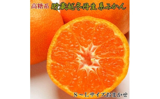 ZD6218n_【高糖系】【2026年先行予約】 貯蔵越冬 丹生系 みかん 5kg (S～Lサイズおまかせ) 【ミカン 蜜柑 柑橘 温州みかん 丹生温州】