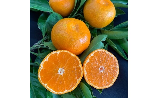 BF6009n_【数量限定】 有田みかん 青秀 S,Мサイズ 約5kg 【ミカン 蜜柑 柑橘 温州みかん 有田みかん 和歌山 贈答 ギフト】