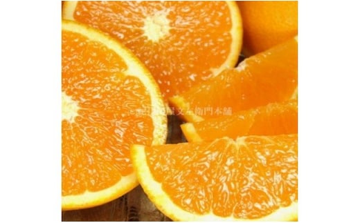 V7307_清見オレンジ 約6kg 湯浅町田村産 春みかん （果実サイズおまかせ）/ 紀伊国屋文左衛門本舗