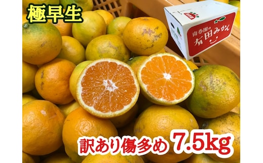 【訳あり傷多め】極早生・有田みかん 約7.5kg（サイズおまかせ）_ZF6011n