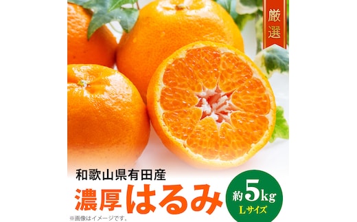 和歌山有田の濃厚 はるみ 5kg (Lサイズ)【ハルミ 春見 ミカン 蜜柑 柑橘 和歌山 有田】_AB6047n