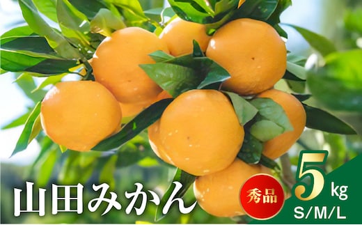 AM6001n_山田みかん 秀品 5kg (S・M・Lサイズいずれかおまかせ)
