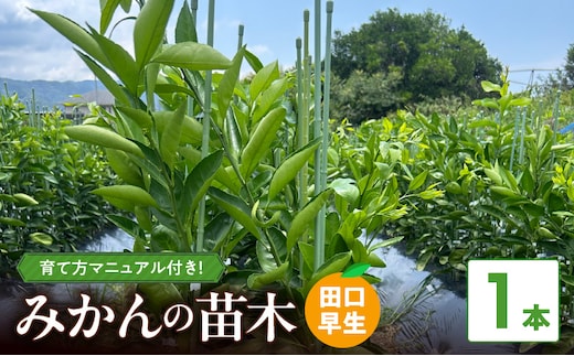 ZE6478_苗木 みかん 2年生【田口早生】 1本